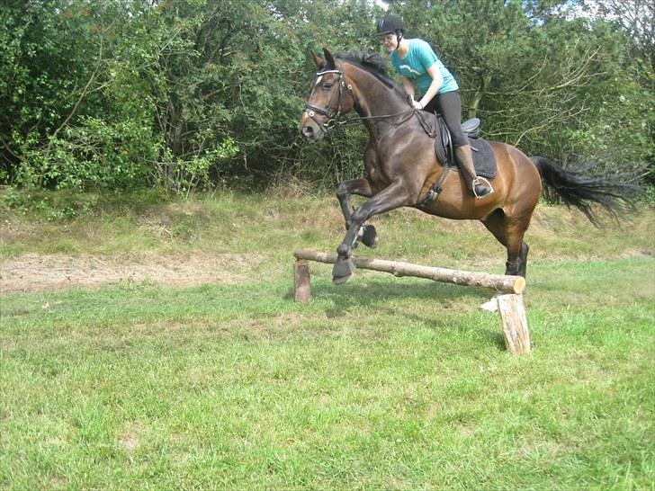 Dansk Varmblod »Gorm«  - (2) Det smukkest jeg har set<3   *foto ?* billede 2