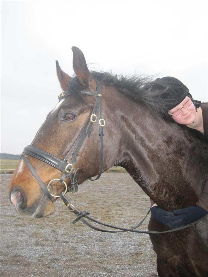 Dansk Varmblod »Gorm«  - (3) Elsker dig<3   *foto Mor* billede 3