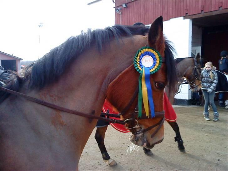 New Forest Fleur   - ØRK Sløjfespring 60 CM  billede 17