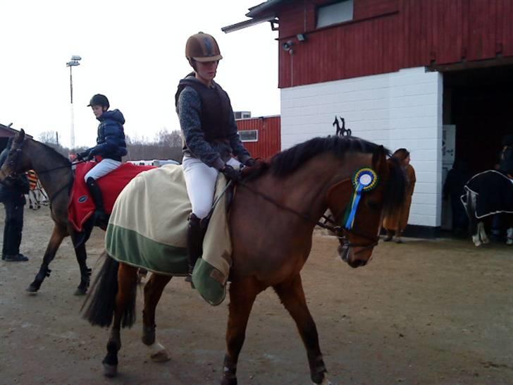 New Forest Fleur   - ØRK sløjfespring 50 CM billede 18