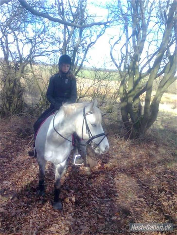 Connemara Golden Balou billede 18