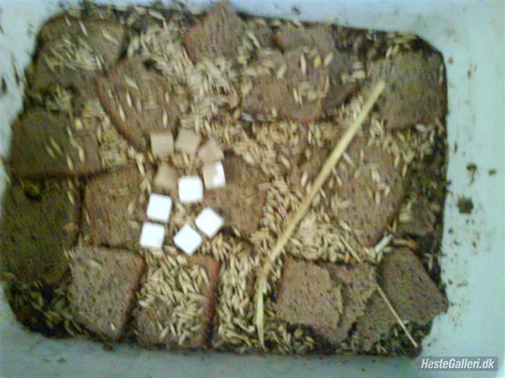 Connemara Golden Balou billede 19