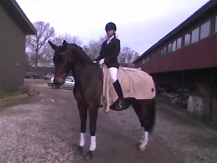 Dansk Varmblod Valløs Medea billede 14