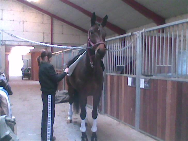 Dansk Varmblod Valløs Medea billede 15