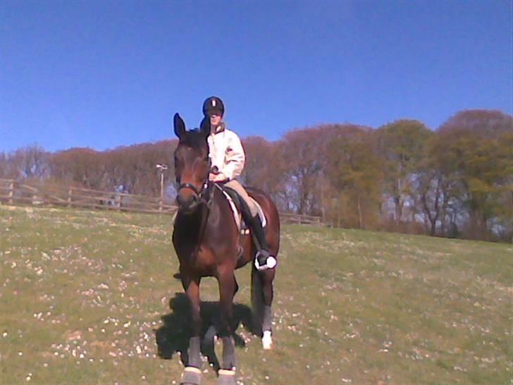 Dansk Varmblod Valløs Medea billede 16