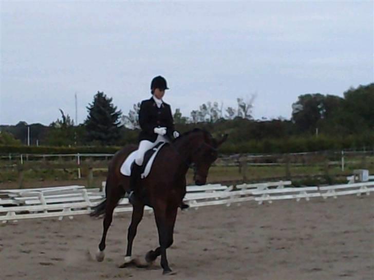 Dansk Varmblod Valløs Medea billede 17