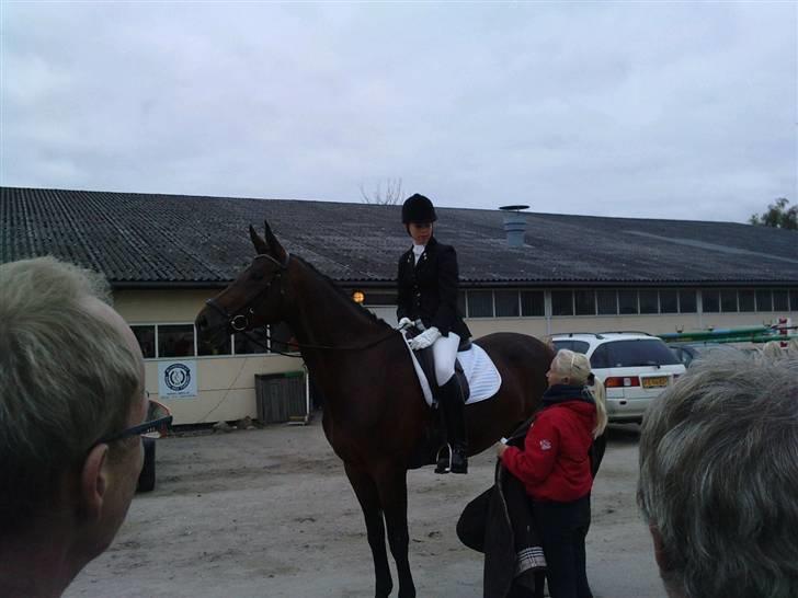 Dansk Varmblod Valløs Medea billede 18