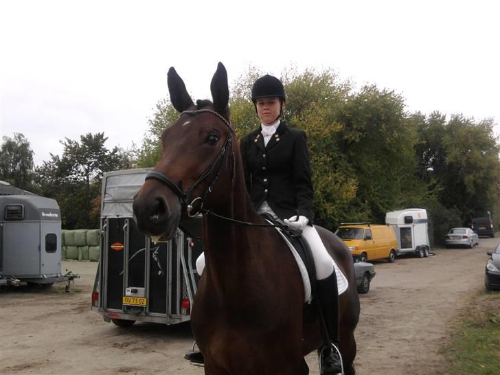 Dansk Varmblod Valløs Medea billede 19