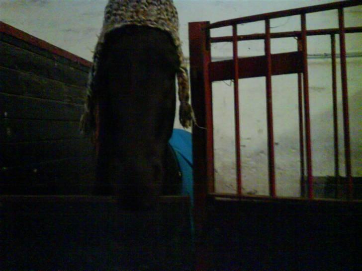 Frieser Ritsert - Ritte - 17. jeg frøs ørene, også havde  Nanna jo lige en hat :D  billede 17