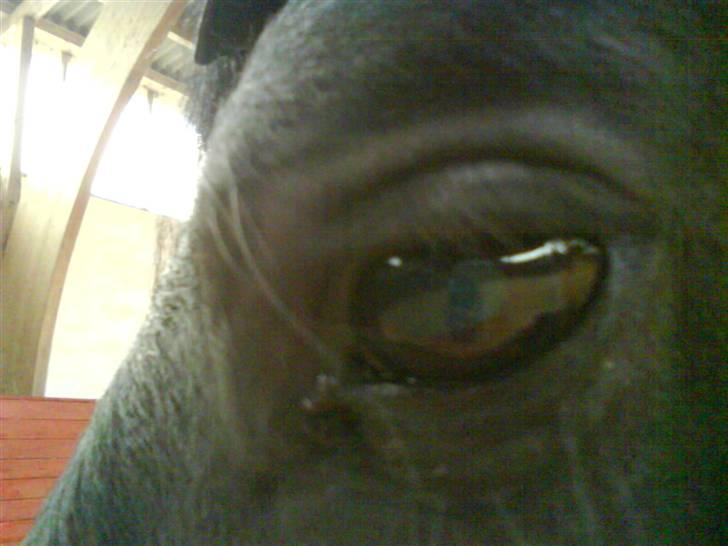 Frieser Ritsert - Ritte - 18. magic !! * billede 18