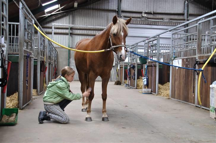 Anden særlig race Kira - 2x klubmester (solgt) - I love you pony<3 billede 10