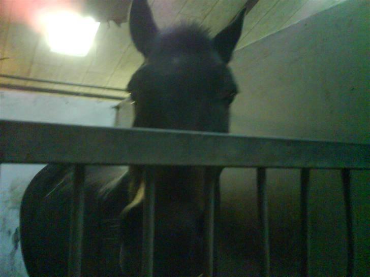 Anden særlig race Charlie *Elevpony*(Har redet) - Nr. 13 billede 13