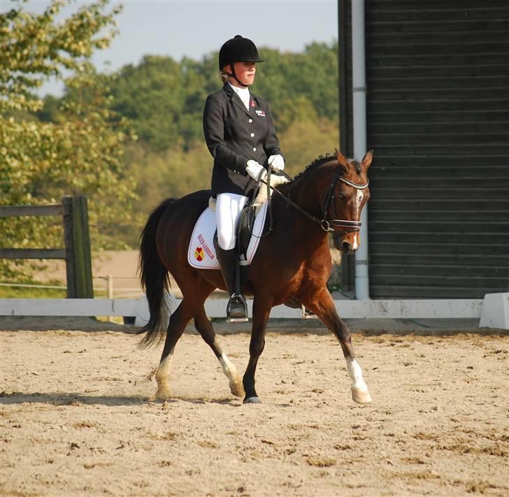 Welsh Pony af Cob-type (sec C) Hoelgårds Thowra (solgt) - thowra i en schenkelvigning billede 8