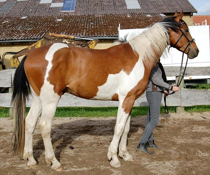 Pinto Højvang's Ikaros  - Se det første billede, og så dette. Sikke en forandring :o) billede 20