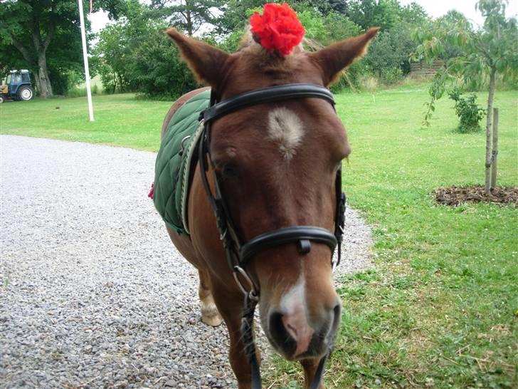 Anden særlig race Palle billede 3