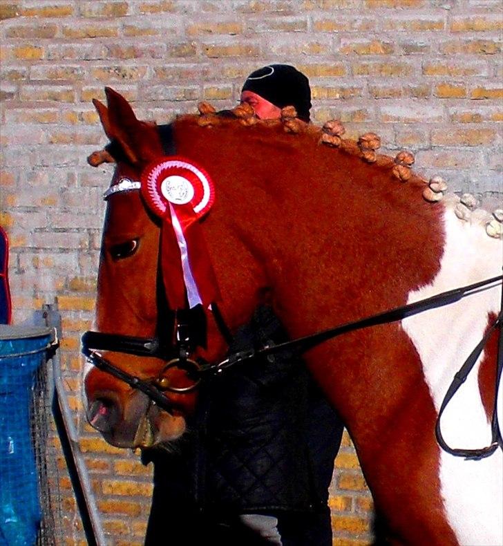 Anden særlig race Painted Beauty SOLGT - - velkommen til Painted Beauty´s profil ;D billede 2