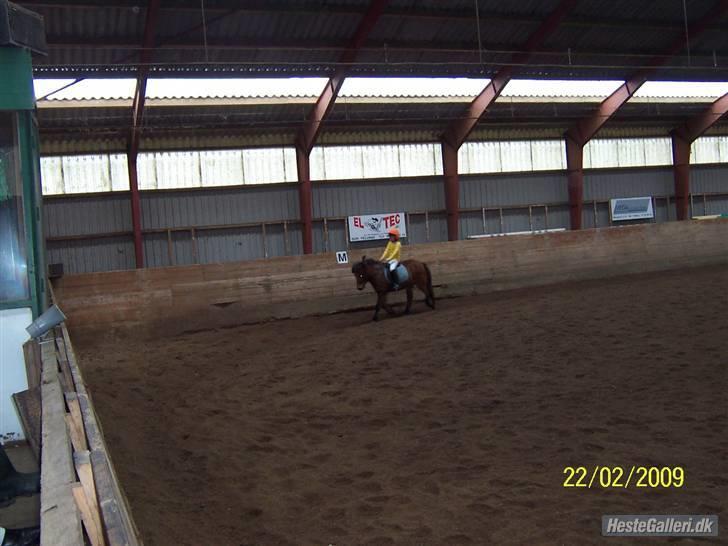 Anden særlig race Passo<3 i; - fastelevnsstævne.......klædt ud som en gulerod billede 9