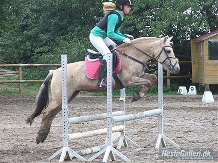Fjordhest Columbine Bøgely - Velkommen til Coumbines profil<3 HG forringer kvaliteten.. og undskyld dobbelt vandmærke, men jeg jeg har tilladelse til at tage det. FOTO: Frederikke L billede 1