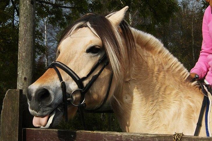 Fjordhest Columbine Bøgely - Foto: Melissa Kamper billede 2