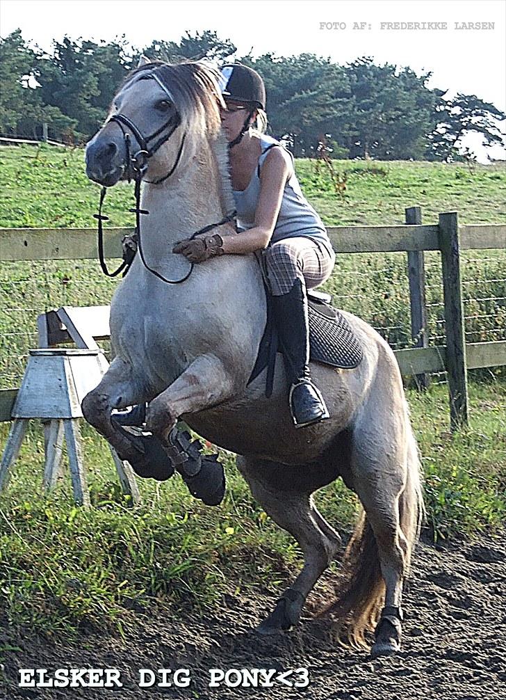 Fjordhest Columbine Bøgely - Frække ponz d: <3 billede 3