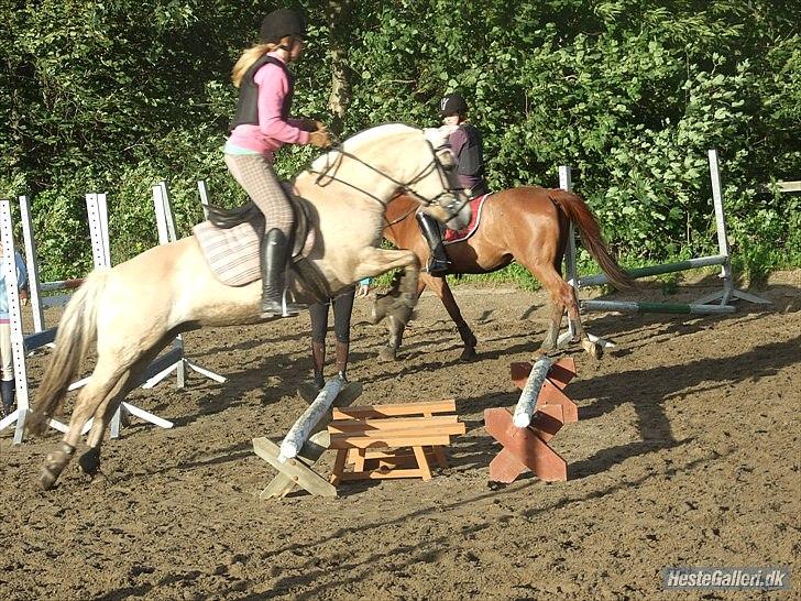 Fjordhest Columbine Bøgely - Springtræning. Foto: Frederikke L billede 4