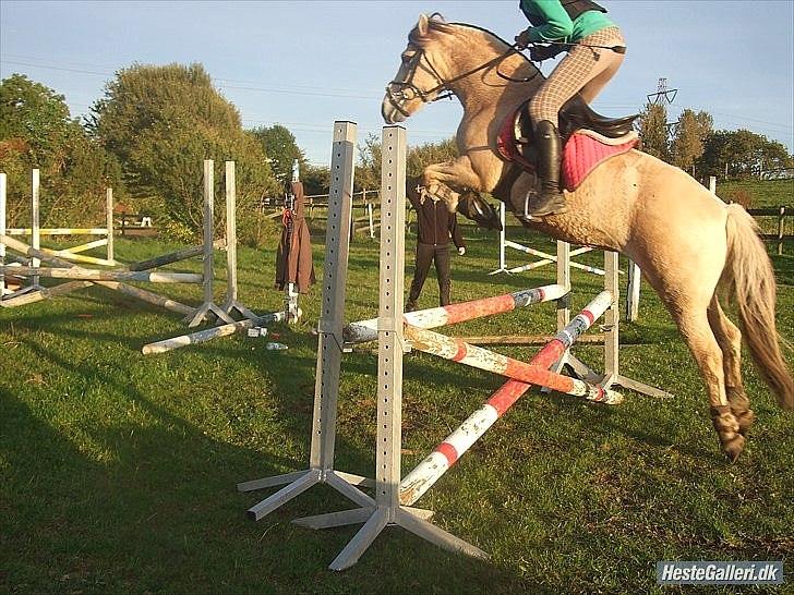 Fjordhest Columbine Bøgely - Springtræning 22/9-10 foto: Frederikke L billede 6