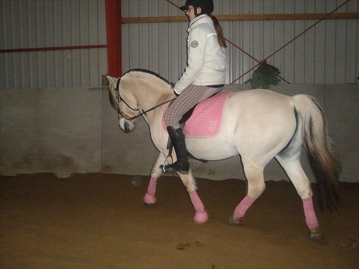 Fjordhest Columbine Bøgely - Lidt dressur kan vi da også ;p <3 FOTO: Sofie Jensen billede 7
