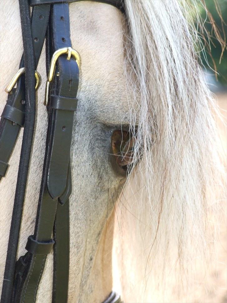 Fjordhest Columbine Bøgely - "Even If I can´t See you, I can always feel your heart! I will love you until my heart stop beathin! " billede 8