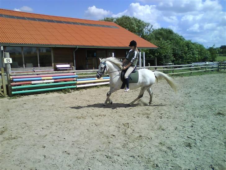 Anden særlig race Lafajet billede 9