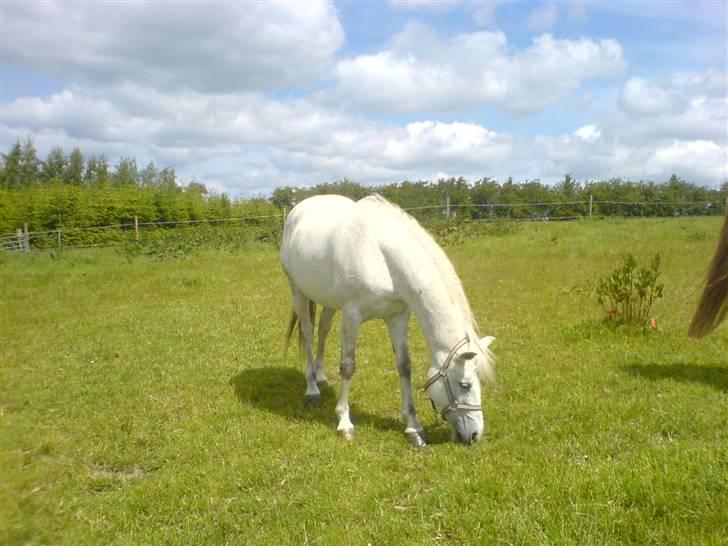 Anden særlig race Lafajet billede 10