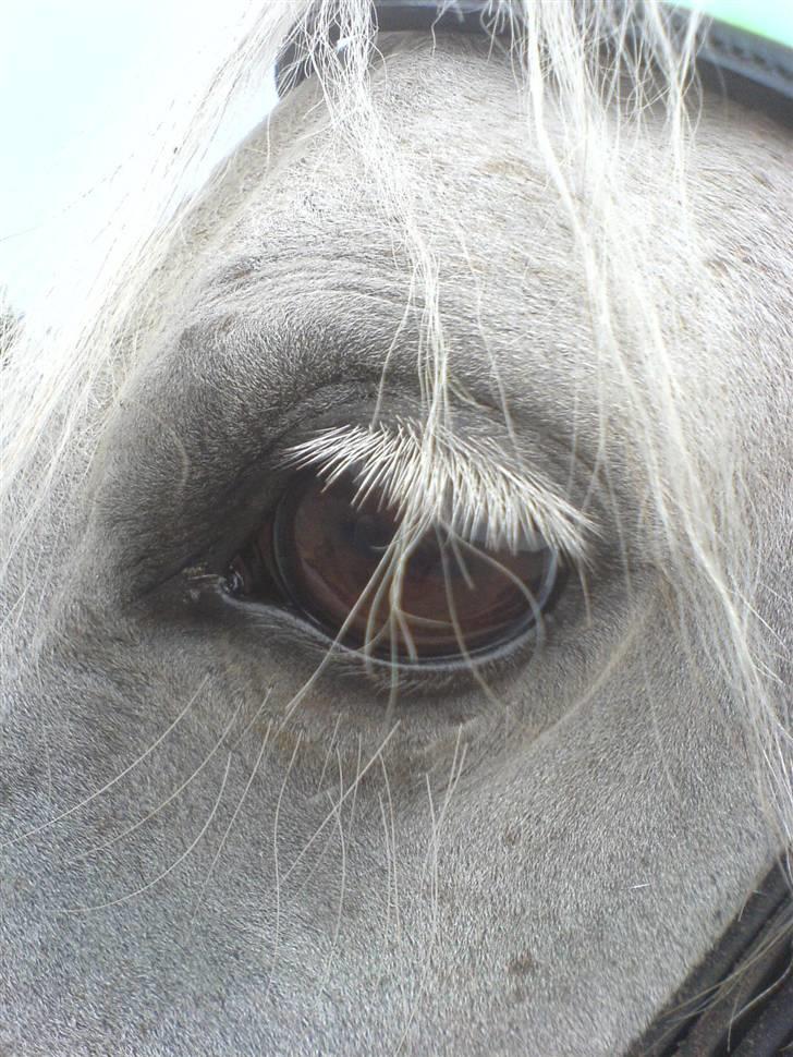 Anden særlig race Lafajet billede 13
