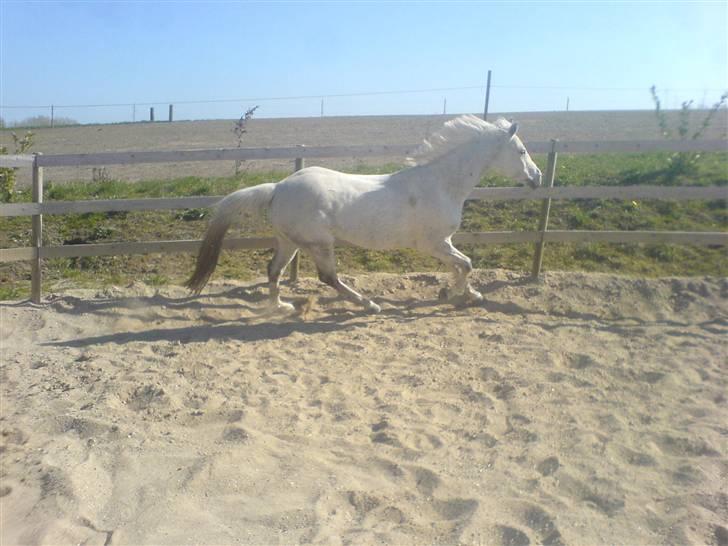 Anden særlig race Lafajet billede 14