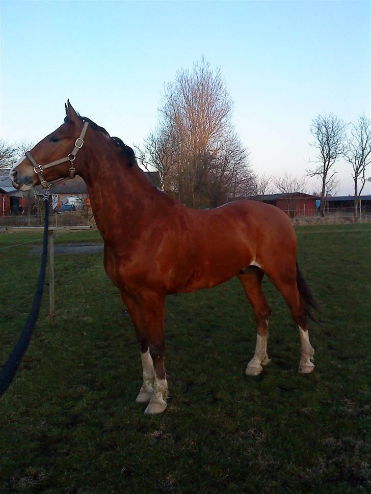 Anden særlig race No Chance Kronborg billede 1