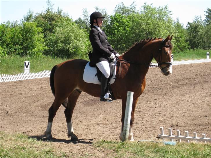 Anden særlig race No Chance Kronborg - Parade i La1, fik 7 for den, der stod i kritikken at han var åben bag til.. øv billede 2
