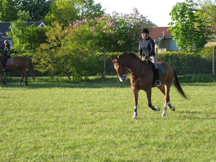 Anden særlig race No Chance Kronborg - Træning, opvarmning til springtime.. billede 3