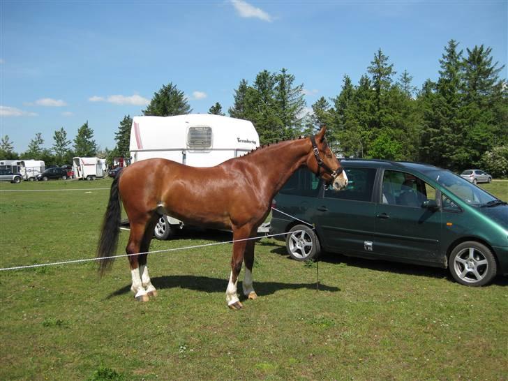Anden særlig race No Chance Kronborg billede 4