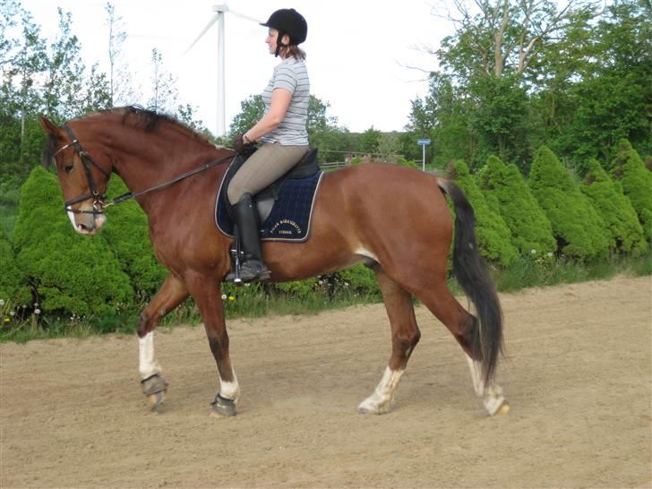 Anden særlig race No Chance Kronborg billede 6