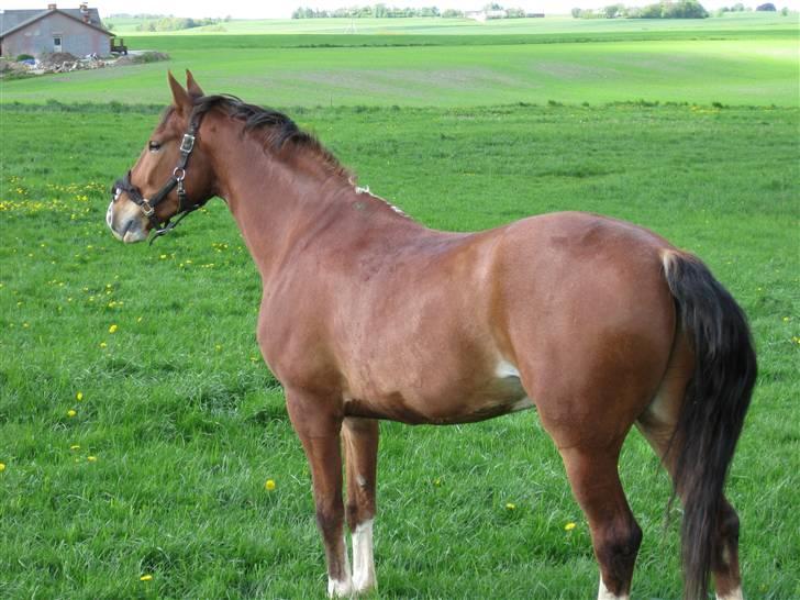 Anden særlig race No Chance Kronborg - Smukke Nc nyder sommer sol og græs..  billede 7