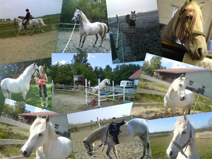 Anden særlig race Lafajet billede 15