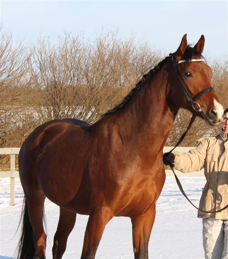 Oldenborg Filippa "Himmelhest" billede 14