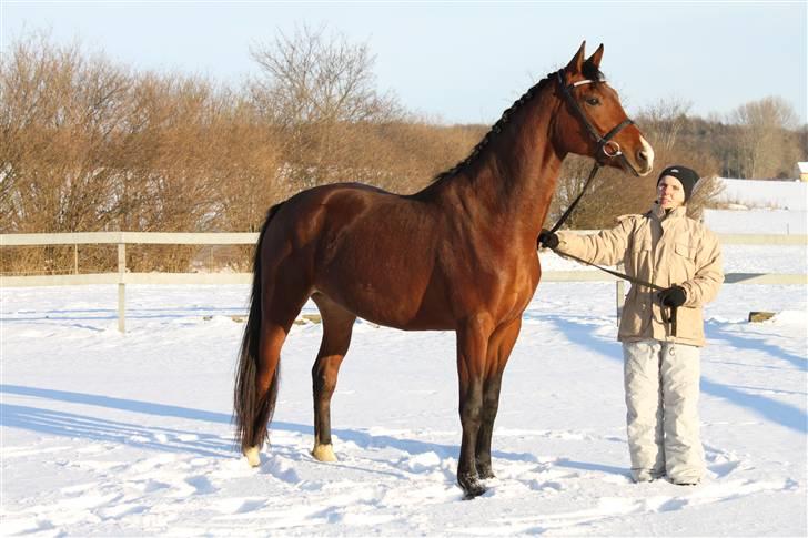 Oldenborg Filippa "Himmelhest" billede 16