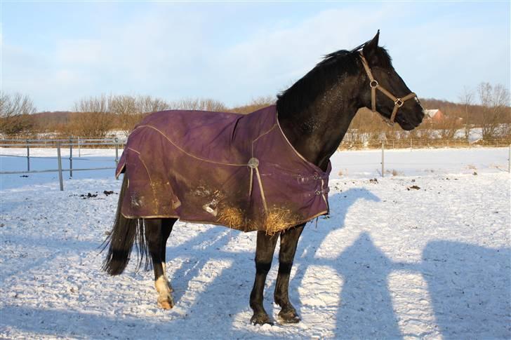 Oldenborg Bakkegårdens Beloki R.I.P billede 15