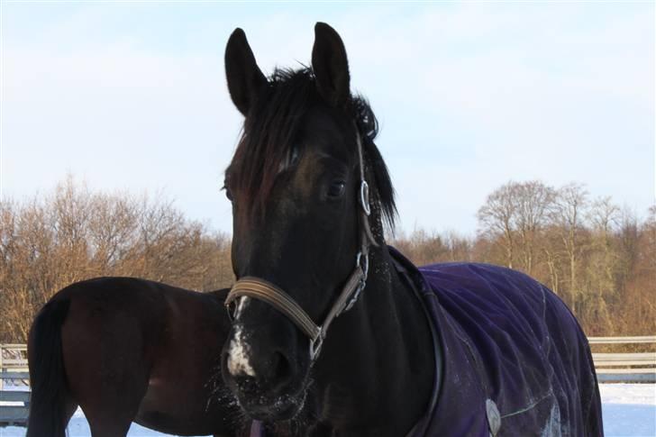 Oldenborg Bakkegårdens Beloki R.I.P billede 16