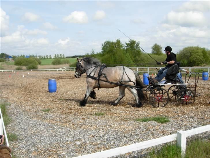 Belgier Martha af Vollerupgårde - R.I.P. d. 7.10.2014 - Forhindringskørsel ved åbent hus v. Karmdal billede 14