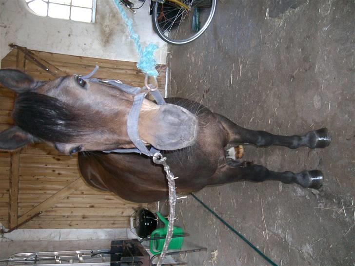 Anden særlig race Buller billede 10