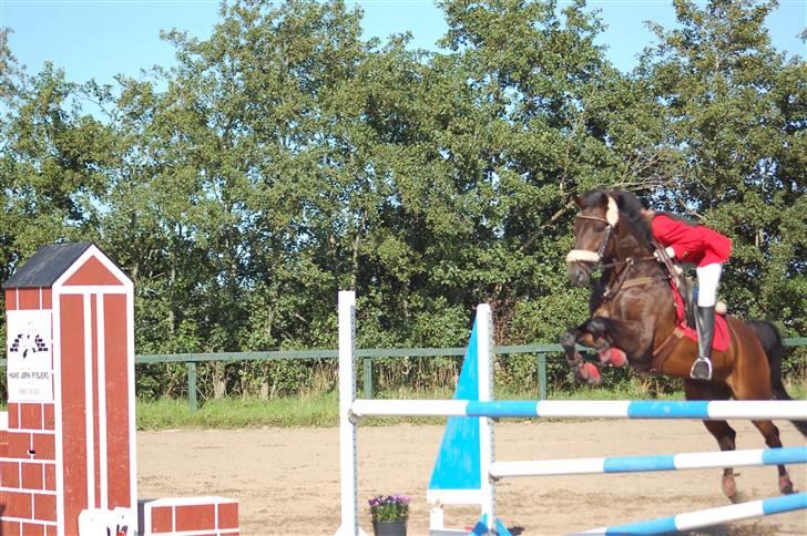 DSP Apollo (Gjøll's Jeff) - Distriksmesterskab i Farsø 2008 billede 13