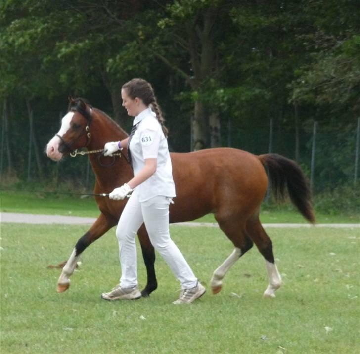 Welsh Pony (sec B) Bjerregårds Leonardo  billede 19