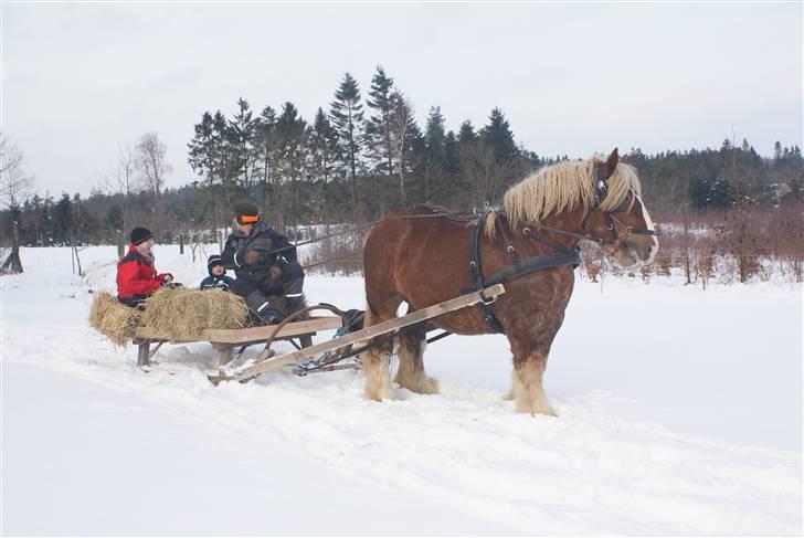 Jyde Conrad - vores dygtige hest på kane tur i snen : foto miig billede 20