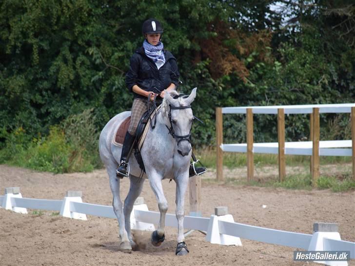 Shagya Araber (SH) Arabiens Mahayia - "NYT"  mahayia og caroline i dressur... sommer 2009 foto: iben merete skovlund jensen <3 :) billede 16