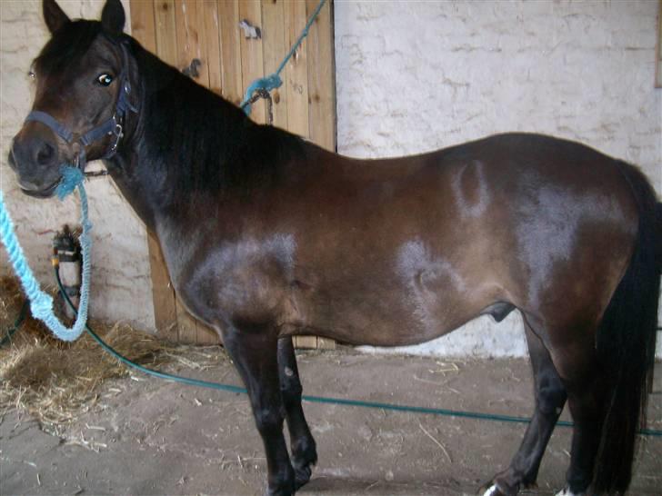 Anden særlig race Buller billede 11